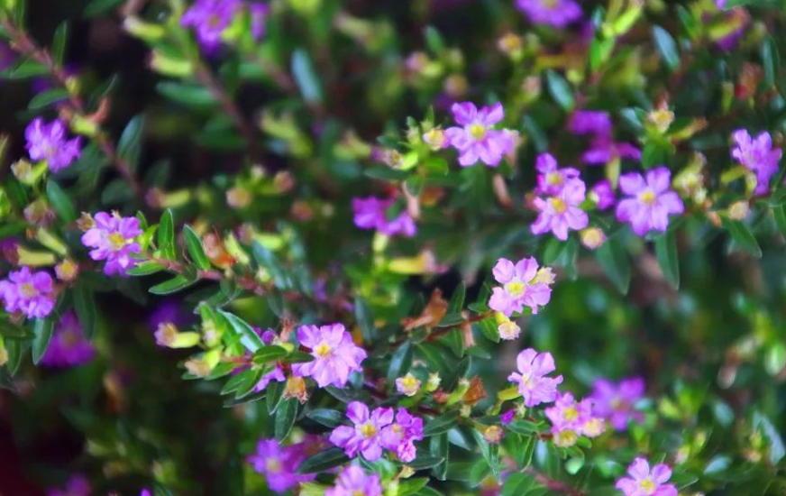 紫花满天星可以扦插吗