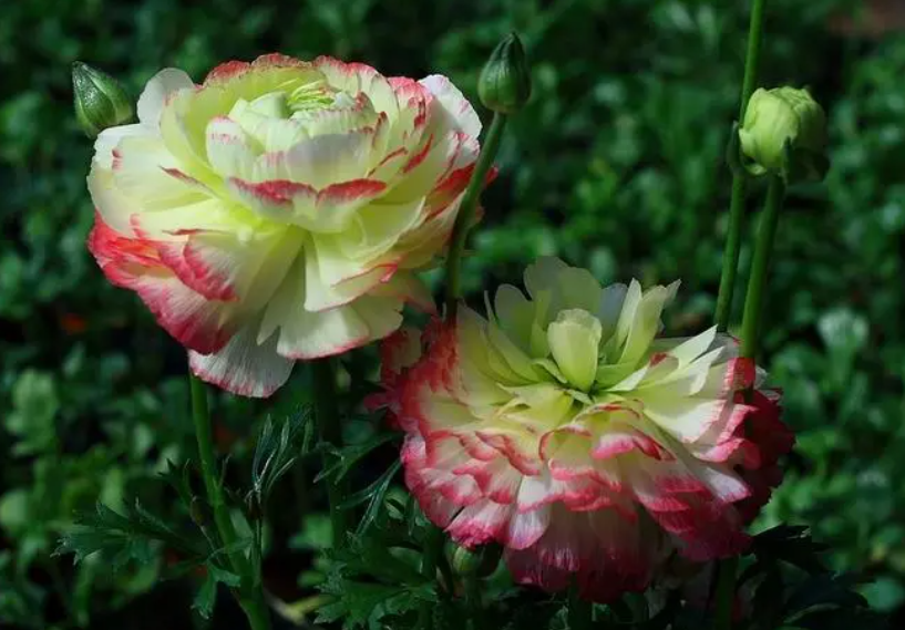 毛茛花种球怎么样种植