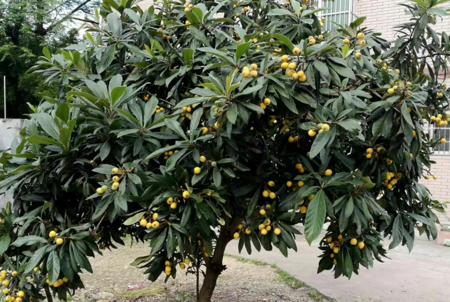 枇杷树种在家哪一个位置最好