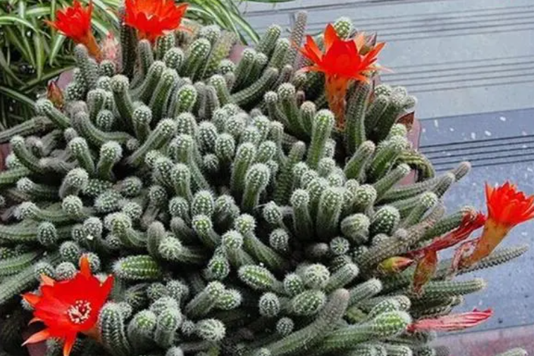 仙人指毛毛虫几月开花