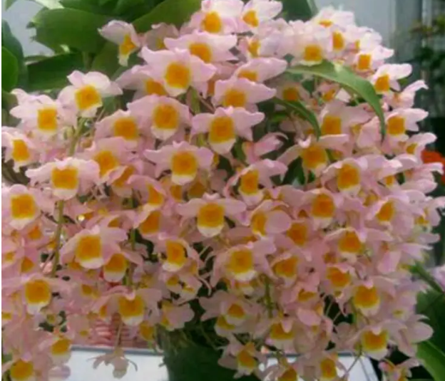 红灯笼石斛与球花石斛的区别