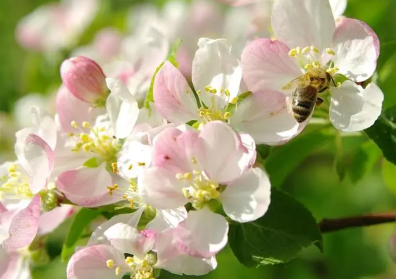 花卉苹果养殖方法