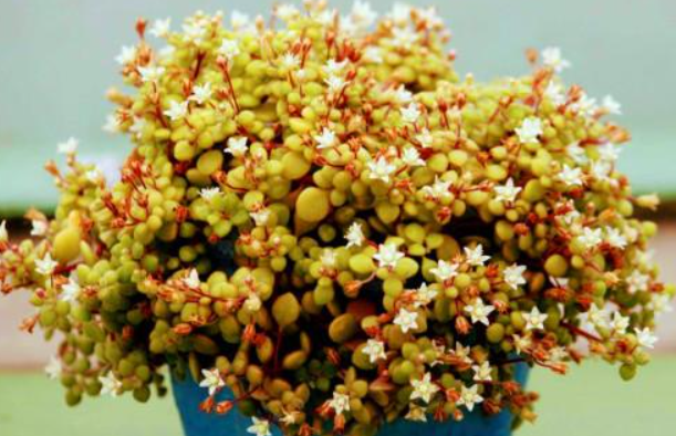 铲叶花月多肉与筒叶花月区别