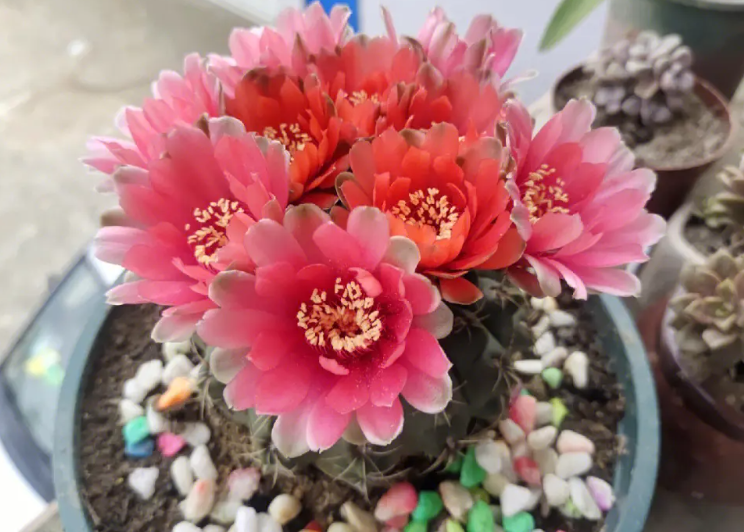 为什么花盆越小养的越好