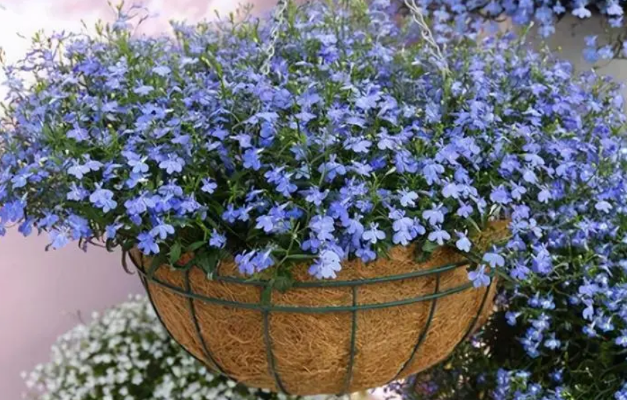 六倍利开花后怎么保留种子