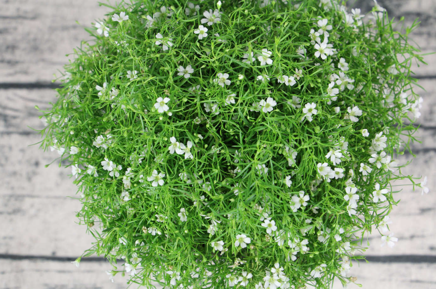 满天星什么季节开花