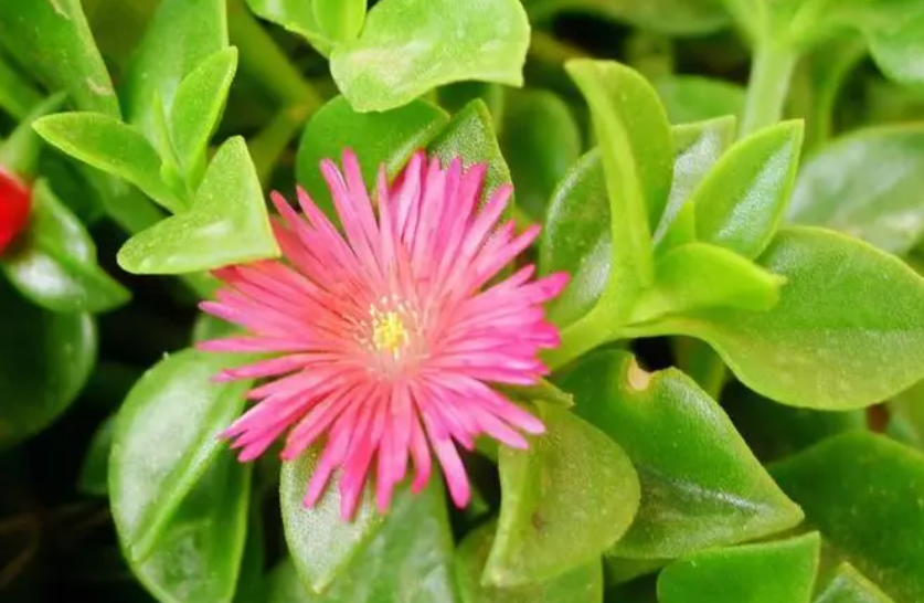 如何让穿心莲开花