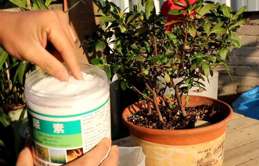 一盆花放多少尿素