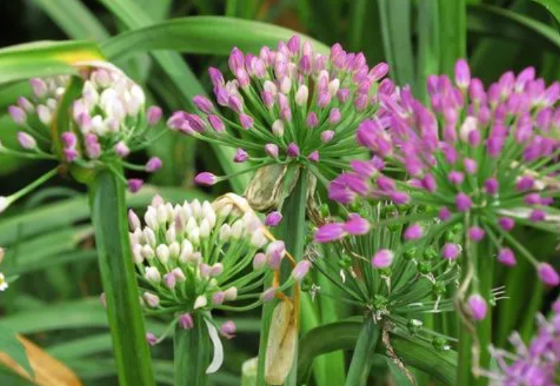 韭菜花和韭菜的区别
