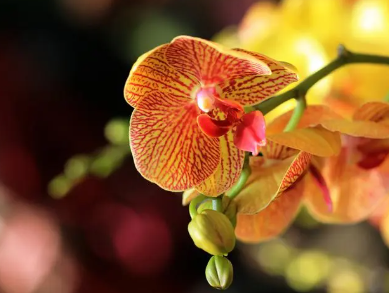 蝴蝶兰花谢后怎么管理还能再开花?