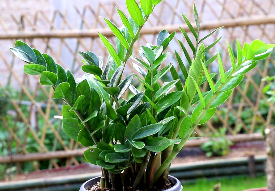 镇宅的花卉绿植有哪些