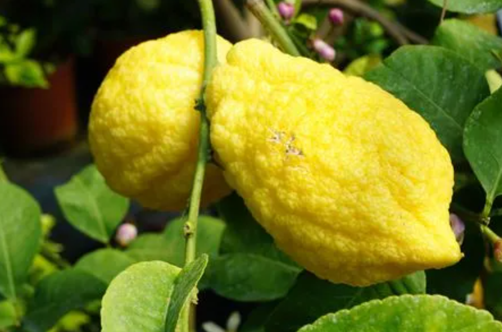 柠檬树烂根的表现