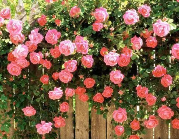 爬藤玫瑰花的养殖方法和注意事项