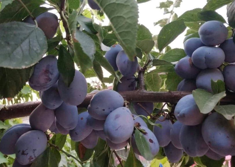 西梅树适合什么地方种