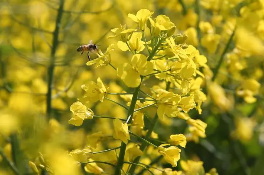 油菜花啥时候种合适
