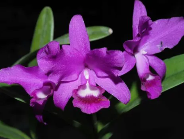 卡特兰只长侧芽不开花