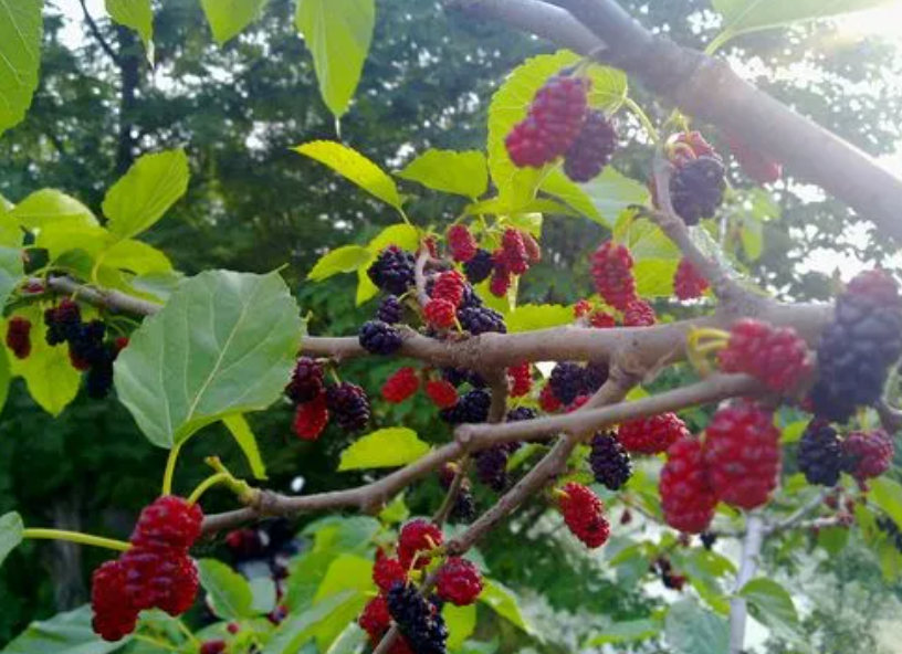 桑树是深根植物吗