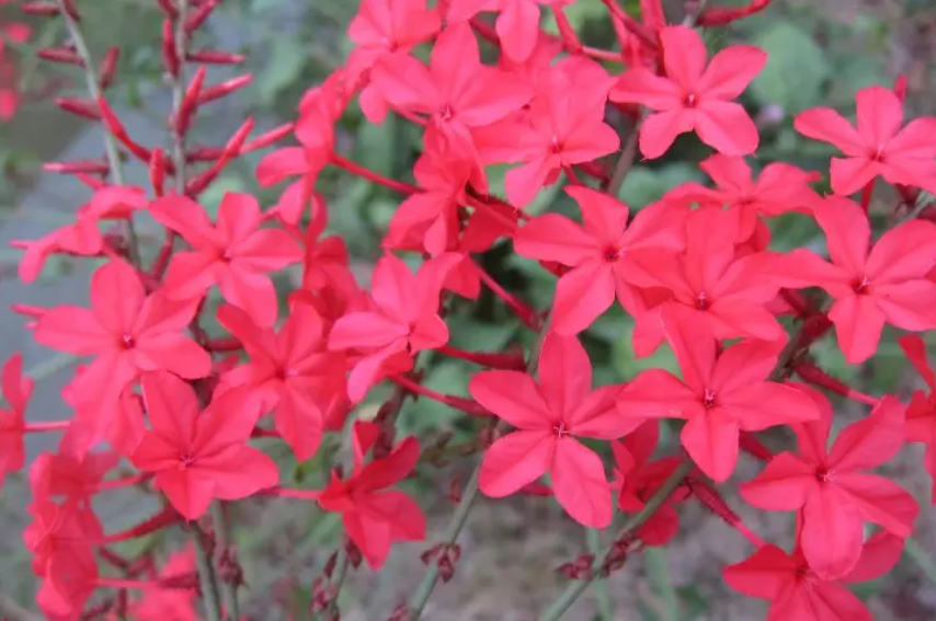 红雪花的花语是什么
