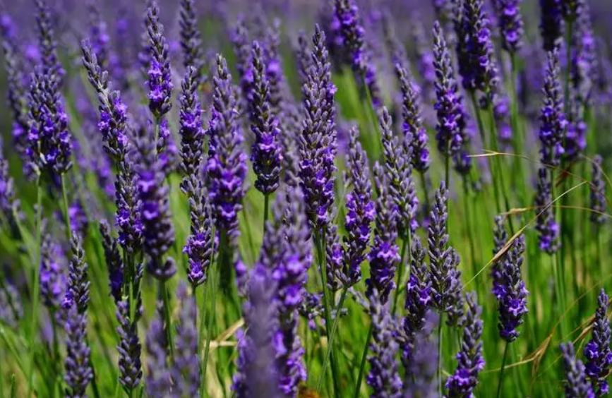 艾莎的花语是什么意思