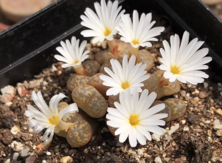 多肉石头花怎么养