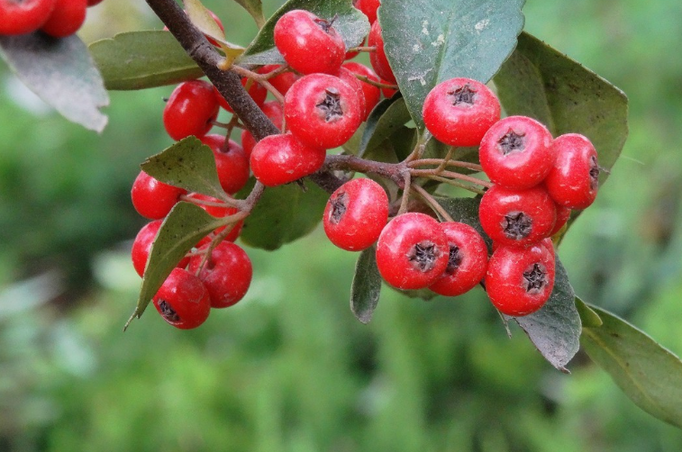 吉祥果什么时候开花