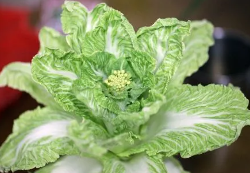 白菜开花会长种子吗