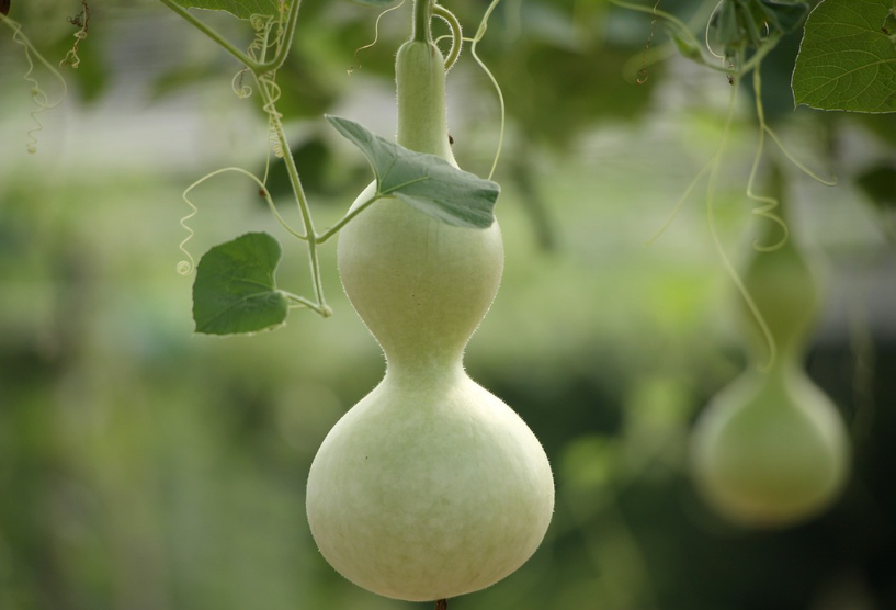 直径30cm花盆能种几棵小葫芦