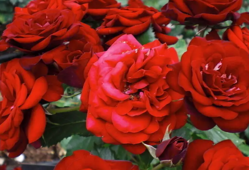 种玫瑰花浇什么水最好