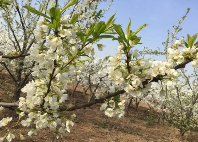 果树二次开花迷信说法