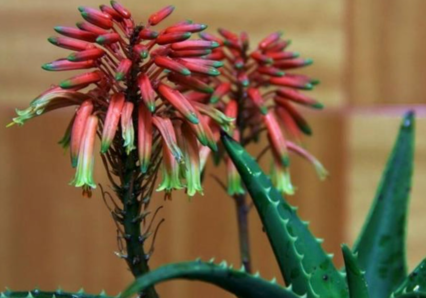 芦荟开花的寓意和象征风水