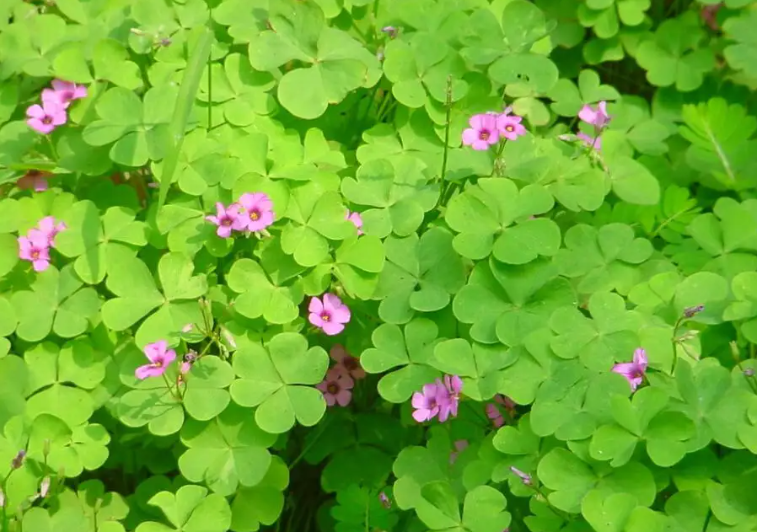 幸运草开花代表了什么