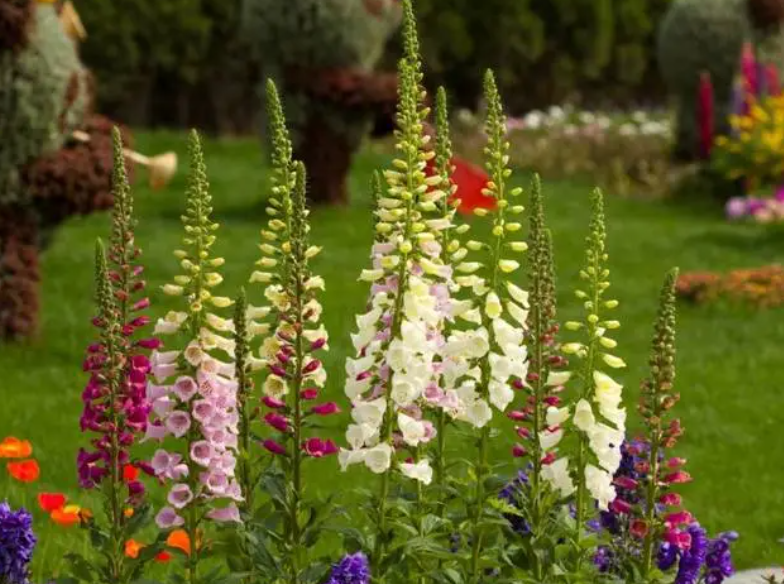 毛地黄种植几个月才会开花