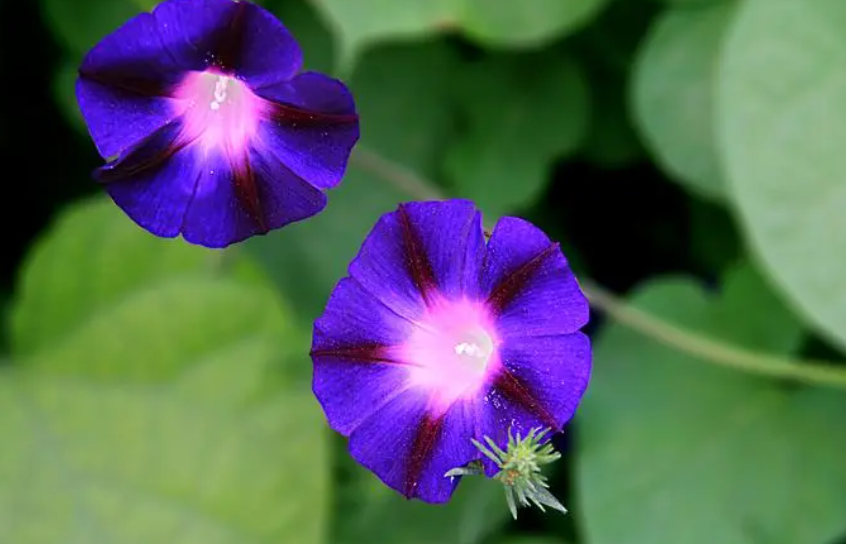 喇叭花什么季节开放