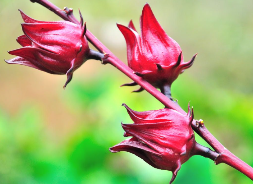 洛神花种子什么时候成熟