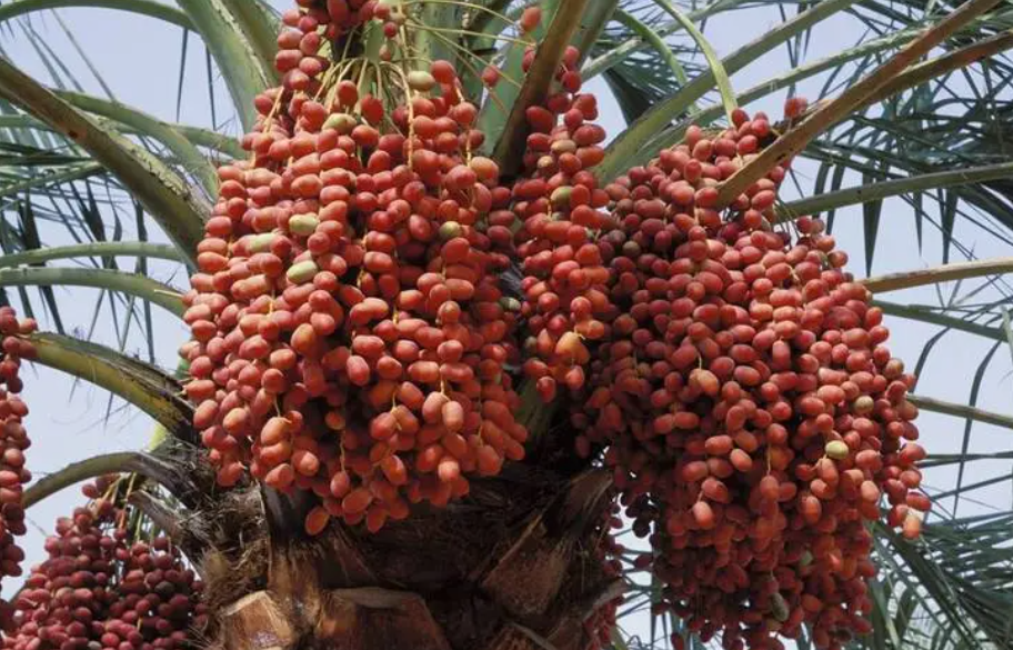 椰枣树生长的自然条件