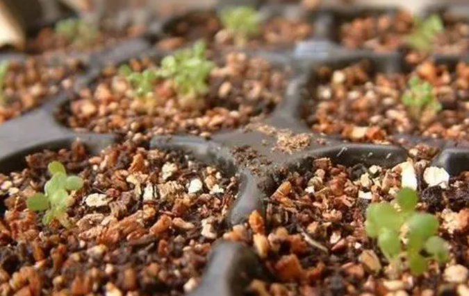 蛭石种花的优缺点