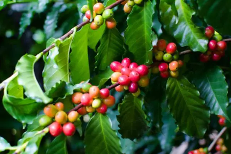 中国北方可以种咖啡树吗