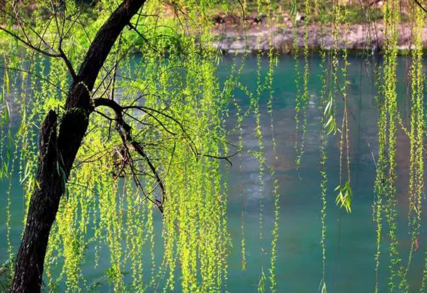 柳树截头后怎么管理