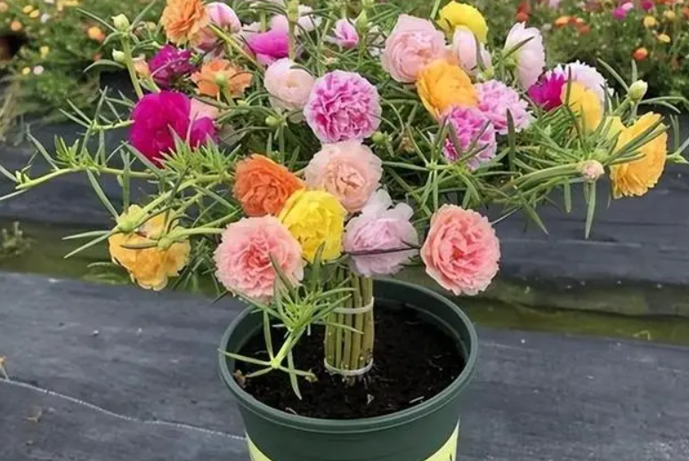 新种的太阳花怎么打理