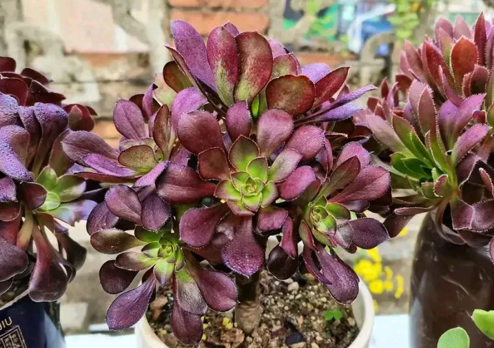 法师长花剑需要掐头吗