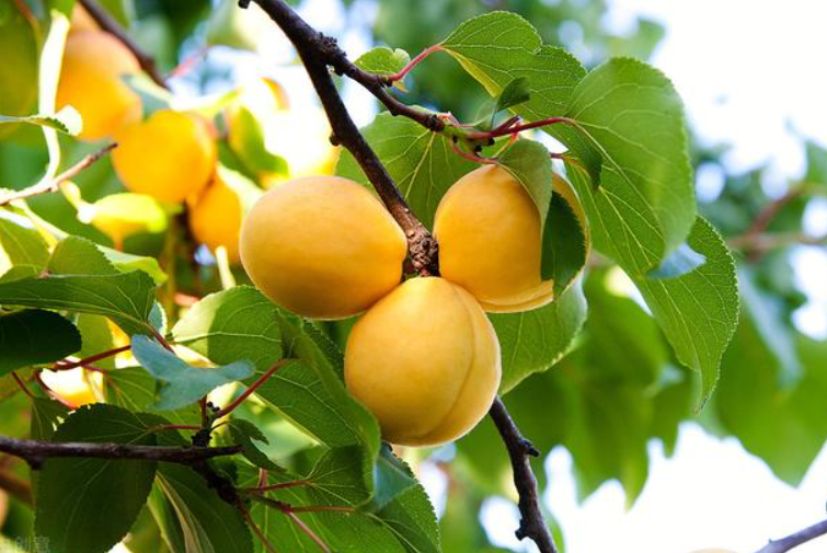 秋季可以移栽果树吗