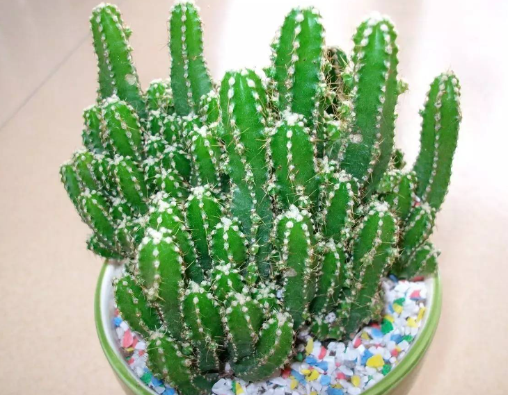 花卉万重山的种植与管理