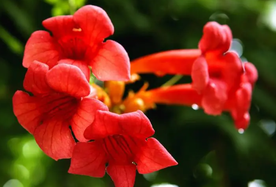 怎样让凌霄花树干变粗