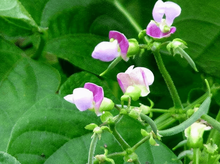四季豆开花期施什么肥