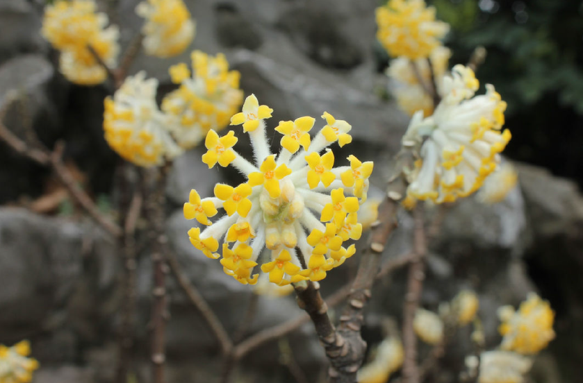 结香树的特点是什么