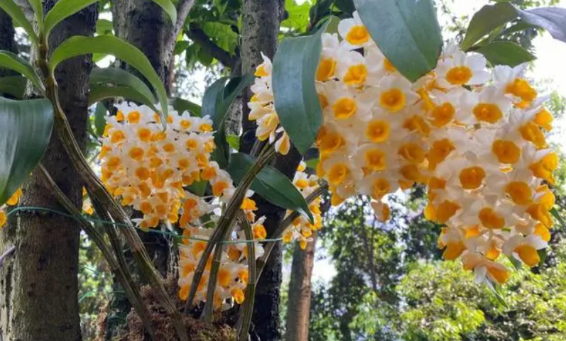 球花石斛的种植方法