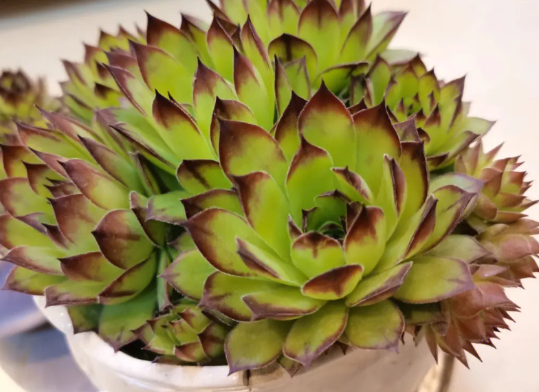 多肉观音莲开花寓意