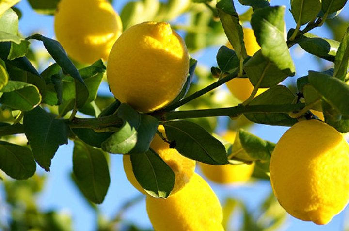 柠檬树有几年寿命