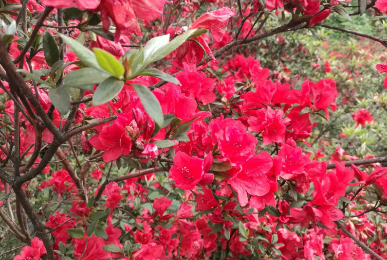 小叶杜鹃花怎么养家庭养法