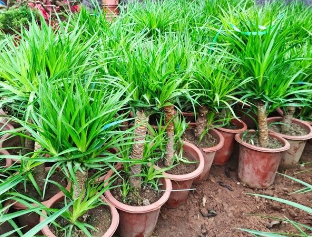 龙树盆栽室内可以养吗